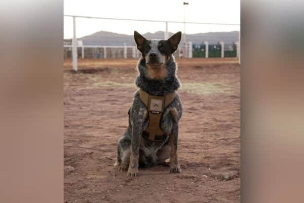 Trump's military parade is a dog and pony show. And the dog is called Doc Holliday